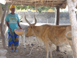 Clôture du projet THIELLAL au Sénégal